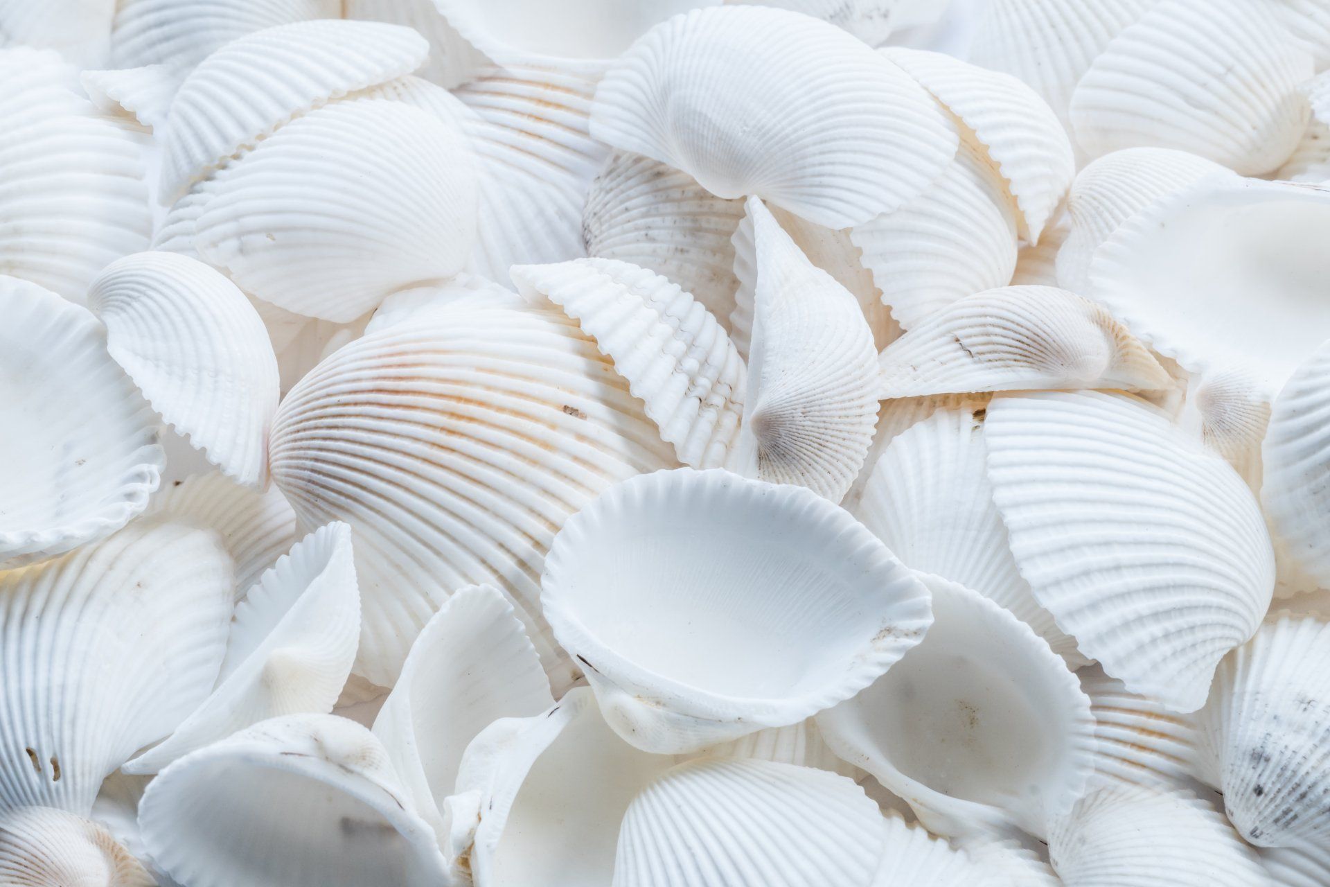 Small white seashells.